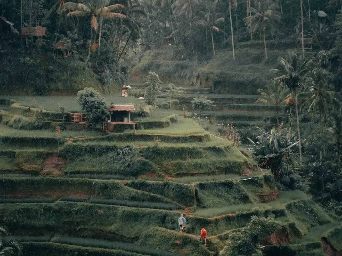 Layered rice terraces and palm trees in Ubud, Bali