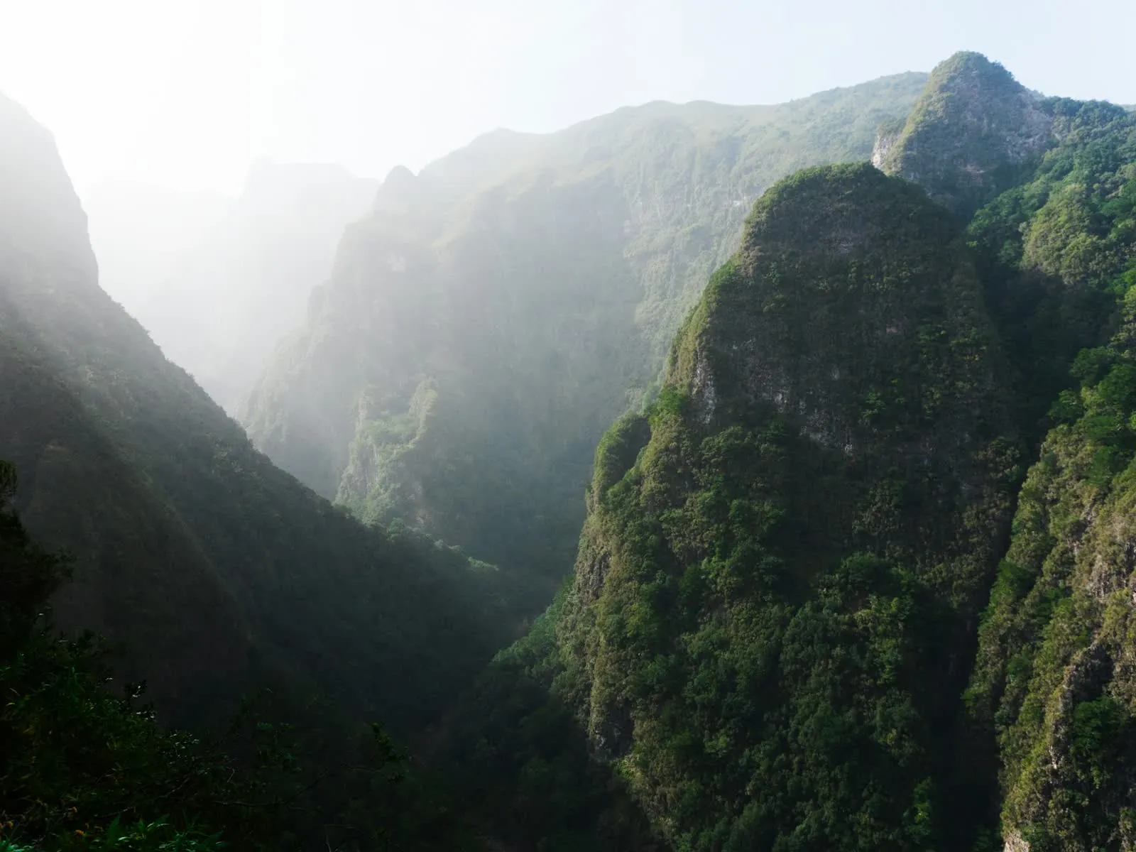 Mist drifting through a steep green laurel-forest valley in Madeira